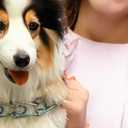 ChampWei No Pull Dog Collar Dog Training Collar for Small Medium Large Dogs (Rainbow Color, M)