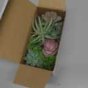 Der Rose 2 Pack Fake Plants Succulents Plants Artificial Cactus Plants in Wood Pots with Pink Flowers for Farmhouse Bathroom Decor