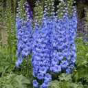 10 x 70+ Seeds Delphinium - Flower Blue