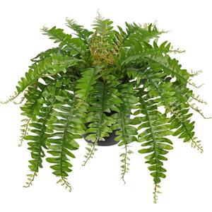 Hollyone Artificial Fern Plants in Pot 18.8" Small Artificial Boston Fern 24 Leaves for Outdoors & Indoor Faux Potted Plant Fake Ferns Bush Plant for Patio Garden Farmhouse Porch Home Decor Green
