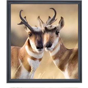 21x24 inch Poster Frame Solid Wood Black, Wall Hanging Picture Frame  (F23B2124)
