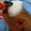 Pet Deadly Doll Dog Costume Cosplay Halloween Christmas Funny Clothes Party Cute Dog Clothes for Small Medium Large Dogs Outfit (Large)