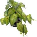 AlphaAcc Faux Plant Decor Potted Artificial Small Greenery Ivy Leaves Plants with Black and White Geometry Patterns Cement Pot for Office Desk Home Kitchen Decoration (Ivy Leaf)