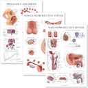 Palace Learning 3 Pack - Female Reproductive System Anatomical Poster + Male Reproductive System + Pregnancy and Birth Anatomy Charts (LAMINATED, 18" x 24")