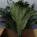 UV Artificial Ferns for Outside, Artificial Ferns for Outdoors Large, Boston Fern Artificial Plants UV Resistant, 28/38/60/88 Leaves Hanging Artificial Fern for Porch Window Home (1, 28 Leaves)
