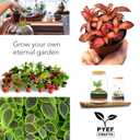 DIY Terrarium Kit for Plants Build a SelfSustaining Closed Ecosystem Supplies for Up to68 oz(12Liter) Succulents, AirPlants(Tillandsia), Fern Jar Not Included