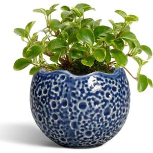 4 Inch Plant Pots - Small Ceramic Planter with Drainage Hole, Succulent Pots for Indoor Outdoor, Unique Round Planter, Modern Decorative Flower Pot, Desk Decor, Plant Lovers Gifts, Blue