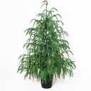 Artificial Norfolk Pine Tree 24in Tabletop Christmas Tree Decoration Outdoor Indoor Home Decor (2ft)