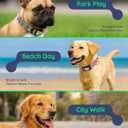 WhoseID Dog Collar for Small Medium Large Dogs