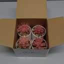 Der Rose 4 Packs Fake Succulents Plants Artificial Indoor for Pink Room Bathroom Decor Office Desk Accessories for Women