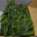 Christmas Decorations - 2pcs Christmas Garlands - 12ft(2 * 6ft) Norfolk Pine Garland Artificial Greenery Xmas Holiday Decor for Indoor Home Fireplace Mantle Table Stairs Railing Porch Door Farmhouse