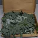 36pcs Artificial Italian Ruscus Greenery Stems 21" Faux Greenery Picks Silk Willow Leaves Stems Hanging Spray for Wedding Arch Bridal Bouquet Table Centerpieces Crafts Vase Filler Home Decor