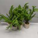 Artificial Norfolk Pine Garlands, Real Touch Winter Pine Garland, Green Artificial Greenery Garland for Table, Mantle, Wall, Indoor, Outdoor Christmas Decorations 4 PCS