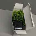 GREENTIME Artificial Potted Plants Set of 3 Mini Fake Plant 3 Pack Small Eucalyptus Black Potted Wheat Grass Faux Greenery for Home Office Desk Bathroom Shelf Bedroom Indoor Decorations