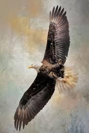 Eagle Picture 24"×18"