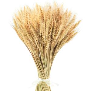 Uieke 17.7 Inches Dried Wheat Stalks, 200 Stems Dried Flowers 100% Natural Wheat for Home Kitchen Wedding Party Table Centerpiece Harvest Wreath Boho Farmhouse DIY Decoration