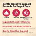 Anti-Diarrheal Support for Dogs & Cats Digestive Relief Oral Paste with Kaolin, Pectin & Probiotics  Helps Soothe Upset Stomach & Firm Loose Stool  30cc