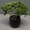 Artificial Bonsai Tree Juniper Faux Plants Indoor Fake Plants Decor with Black Ceramic Pots for Home Table Office Desk Bathroom Shelf Bedroom Living Room Farmhouse Decorations