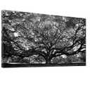 Black White Big Tree Bathroom Canvas Wall Art -Large Nature Tree Art Wall Decor Framed for Office Bedroom Living Room-20"x40"