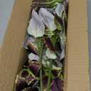 florisso Artificial Greenery Plants Outdoor, 5 Pcs Faux Coleus Plants UV Resistant Silk Plants with Stems, Fake Plants for Outside Garden Patio Hanging Planter Pathway Front Porch Decoration(Brown)