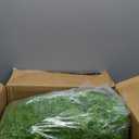 Green Spanish Moss - 2 oz - Indoor Outdoor for Potted Plants, Terrariums, Fairy Gardens, Arts and Crafts or Floral Decor Design (Chartreuse)