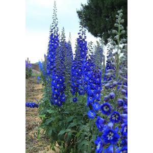 10 x 70+ Seeds Delphinium - Flower Blue