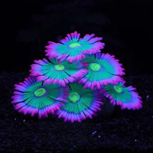 Glowing Effect Soft Anemone Aquarium Fish Tank Decorations Silicone Glow in The Dark Artificial Ornament Plants for Aquarium Landscape Small/Large Fish Bowl Decor Accessories (Pink)