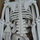 CAMIRUS 2PACK 36" Skeleton Halloween Decorations, 3ft Life Full Size Skeleton with Realistic Posable Movable Joints for Halloween Haunted Houses, Lawn, Graveyard