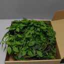 43.3 Inch Green Nandian Fake Plants 2 Pcs Greenery Stems for Vase Decor, Artificial Plants Faux Branches for Vase Filler Fake Leaves Office Home Decor