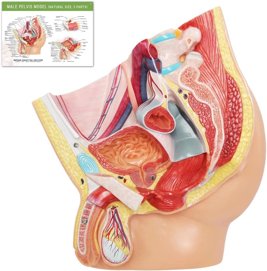 Merinden Male Pelvis Reproductive Anatomy Model, Life Size Pelvis Model on Baseboard, 5-Parts Pelvis Organ Model with Muscular, Urinary, and Reproductive System, Detailed Product Manual