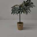Olive Tree In Wooden Pot