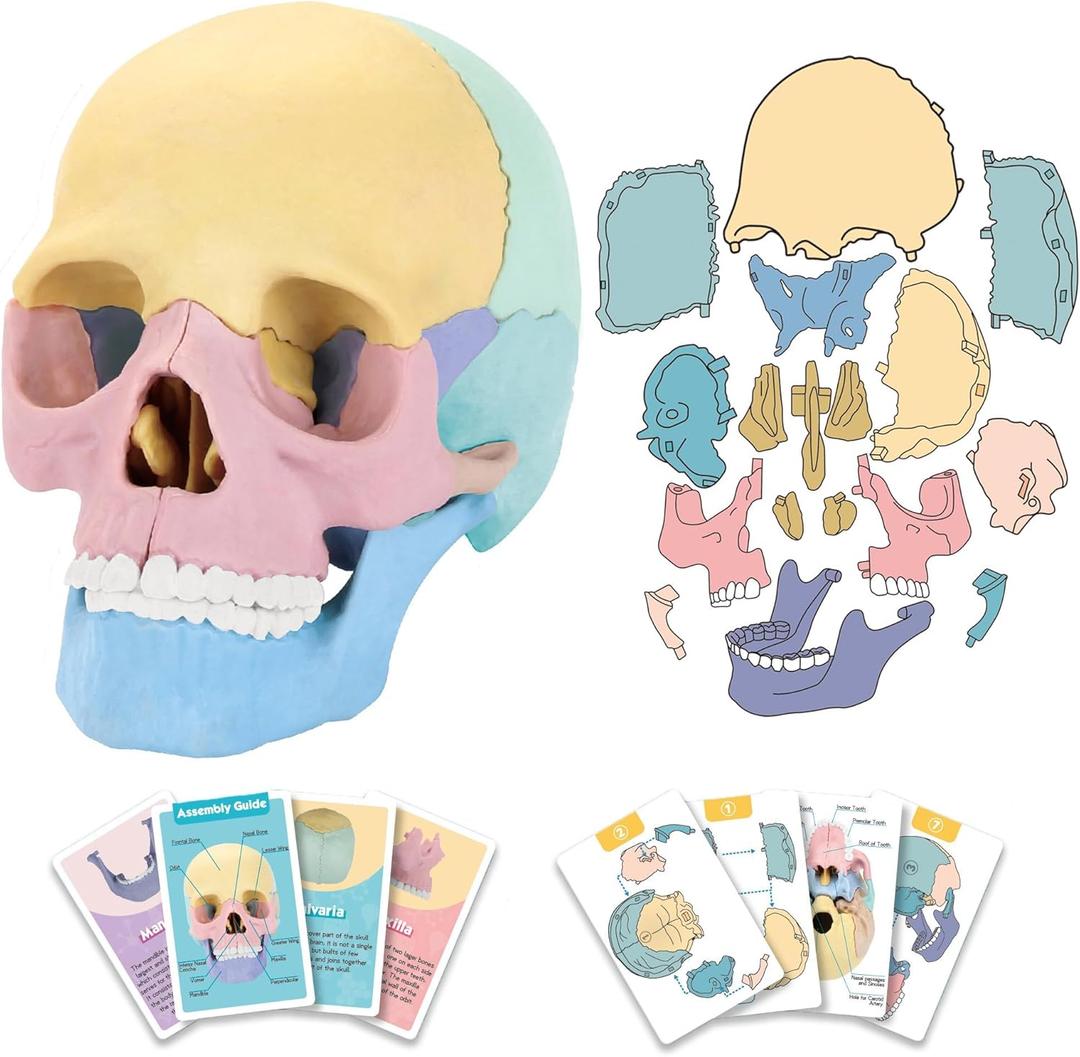 2025 New Human Anatomy Skull Model - 17 Part Puzzle with 10 Knowledge Flash Cards, Detachable Palm-Sized Mini Medical Model, Clinic Teaching Equipment, STEM Toy Gift for Kids