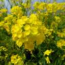 4 x 500+ Seeds Mustard - Vegetable Yellow