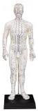 Male Acupuncture Model 20" with Chinese and English Points