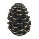 Pinecone Cabinet Hardware Knob