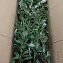 7.2ft Artificial Olive Tree (85in) with Plastic Nursery Pot Faux Olive Silk Tree, Fruits Fake Plant for Office House Farmhouse Living Room Home Decor (Indoor/Outdoor)