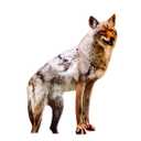 Bird-X 2D Hunting Coyote Predator Decoy - Targets Canada Geese, Deer and Rabbits Deterrent, Yard Ornament