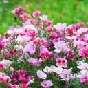 8 x 300+ Seeds Satin Flower Mix Godetia Clarkia - Flower Multicolor