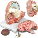 HADWYN 2025 New Educational Head Anatomical Model With Brain Study - Classic Cerebral Artery Anatomy Medical Model