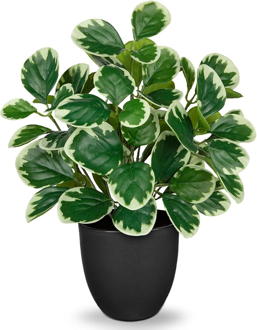 14.5" Artificial Plants Indoor Home Decor, Fake Potted Silk Plants for Shelves Living Room Decorative, Small Artificial Office Desk Plant in Pots, Faux Peperomia Hope Tropical House Plant (#Funny White Margin)