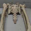 JOYIN 6.9 FT Halloween Posable Life Size Skeleton, Full Body Realistic Skeleton Bones with Movable Joints for Halloween Indoor Outdoor Party Decoration, Spooky Scene Prop, Haunted House Decor