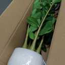 TentoWhan2Packs Faux Plants Indoor 18.9" Artificial ZZ Plants in White Pot Fake Potted Zamioculcas Silk Faux Plants for Home Table Decor Bedroom Aesthetic