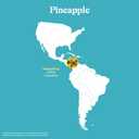Spindrift Pineapple Sparkling Water Can 12 Ounce (Pack of 24)