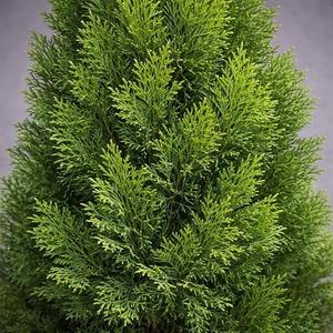 Classy Groundcovers: Arborvitae 'Smaragd', 3-Gallon Pot