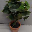 Fake Plant 13" Small Artificial Ficus Plant Faux Ficus Plants Banyan Tree with Rustic Terracotta Pot Silk Plants for Home Decor Indoor Office Living Room Bedroom Shelf Table Centerpieces