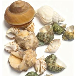Natural Hermit Crab Shell Set, Small to Medium Size