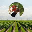 Chikamasa B-500SL Stainless Steel Grape Care Shears L-Shaped