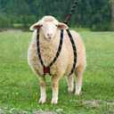 Goat Harness & Leash, Adjustable Step-in Sheep Harness, Goat Accessories, Livestock Halter Supplies for Goats and Sheep (Extra Large)