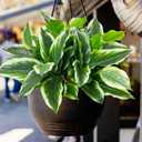 3PCS Artificial Tropical Green Plants 15.75" Fake Hostas Outdoor Artificial Plants, UV Resistant, Faux Green Leaf Stems for Porch, Patio, Balcony, Garden Planter or Indoor Dcor