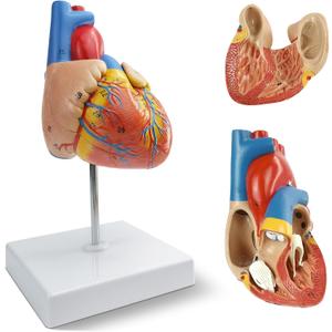 NEW HORIZON 2-Parts Life Size Human Heart Anatomical Model,48 Accurate Numbered Structures Cardiac,Anatomy Model,Number Manual,Magnets,Display Base,for Classroom Cardiology Resuscitation mannequins